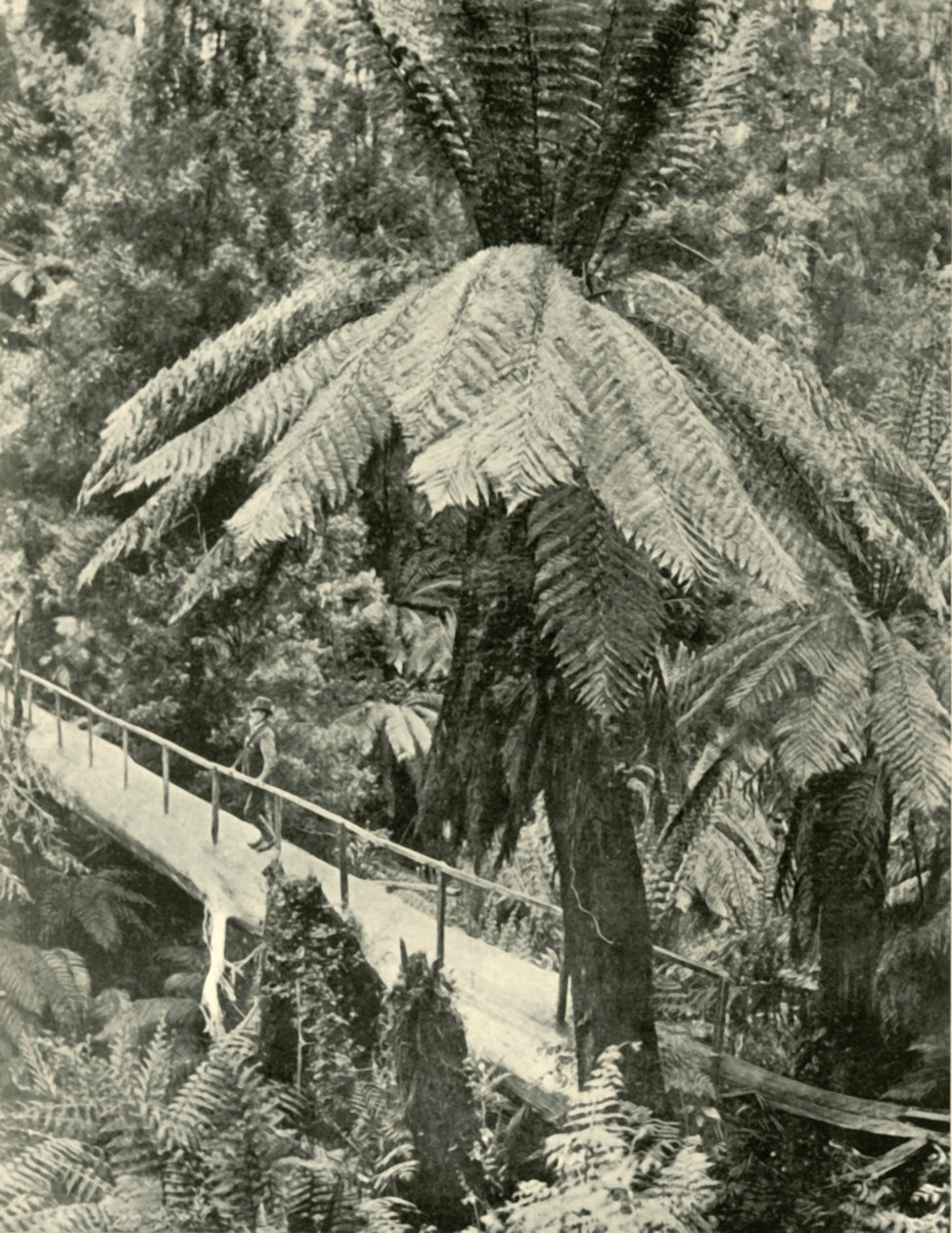 एक रस्टिक ब्रिज, 1901। द्वारा अज्ञात