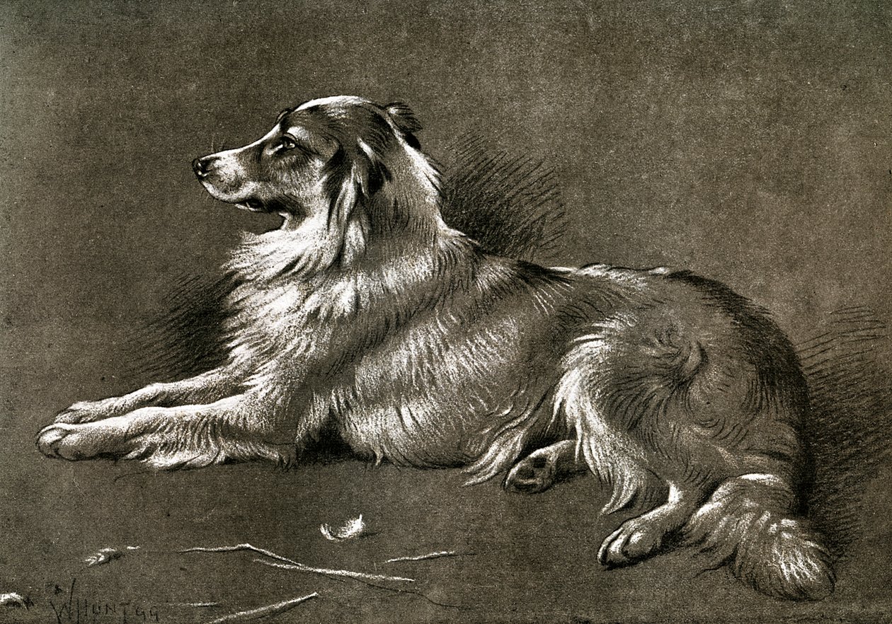 ए भेड़ डॉग, 1901 द्वारा अज्ञात