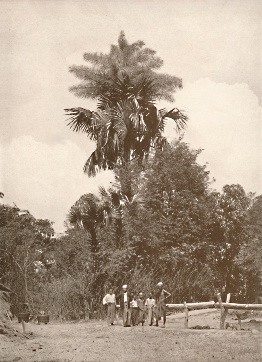 ए टैलिपोट पाम इन फ्लावर, 1900। द्वारा अज्ञात