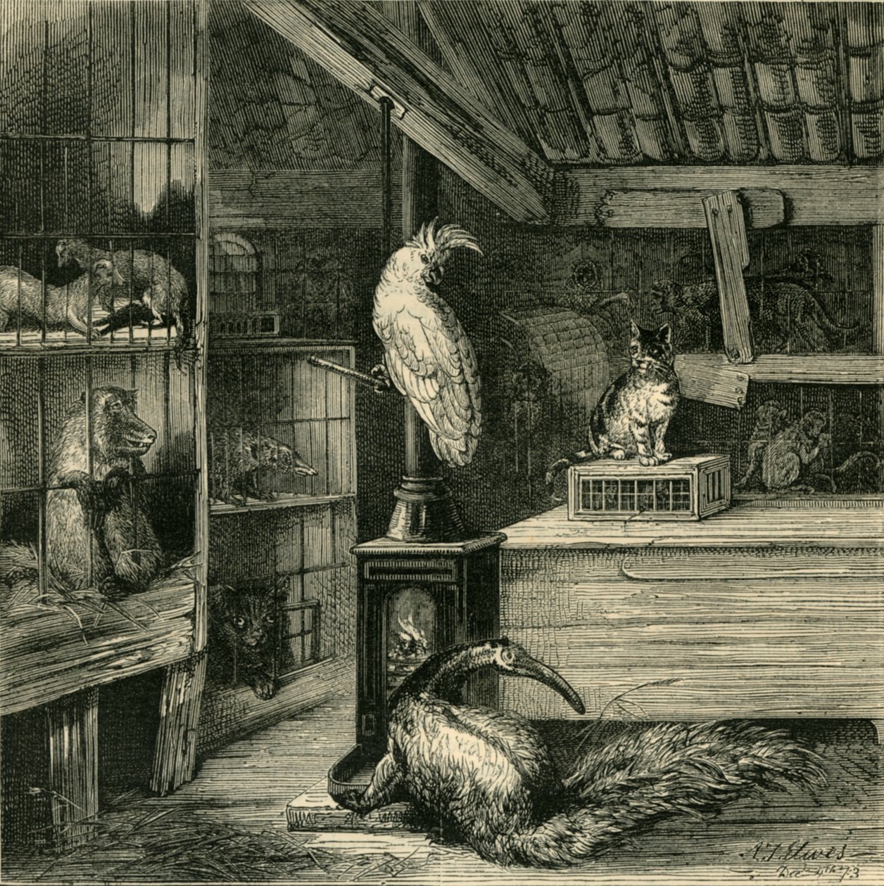 ए वाइल्ड-बीस्ट शॉप, c1873। द्वारा अज्ञात