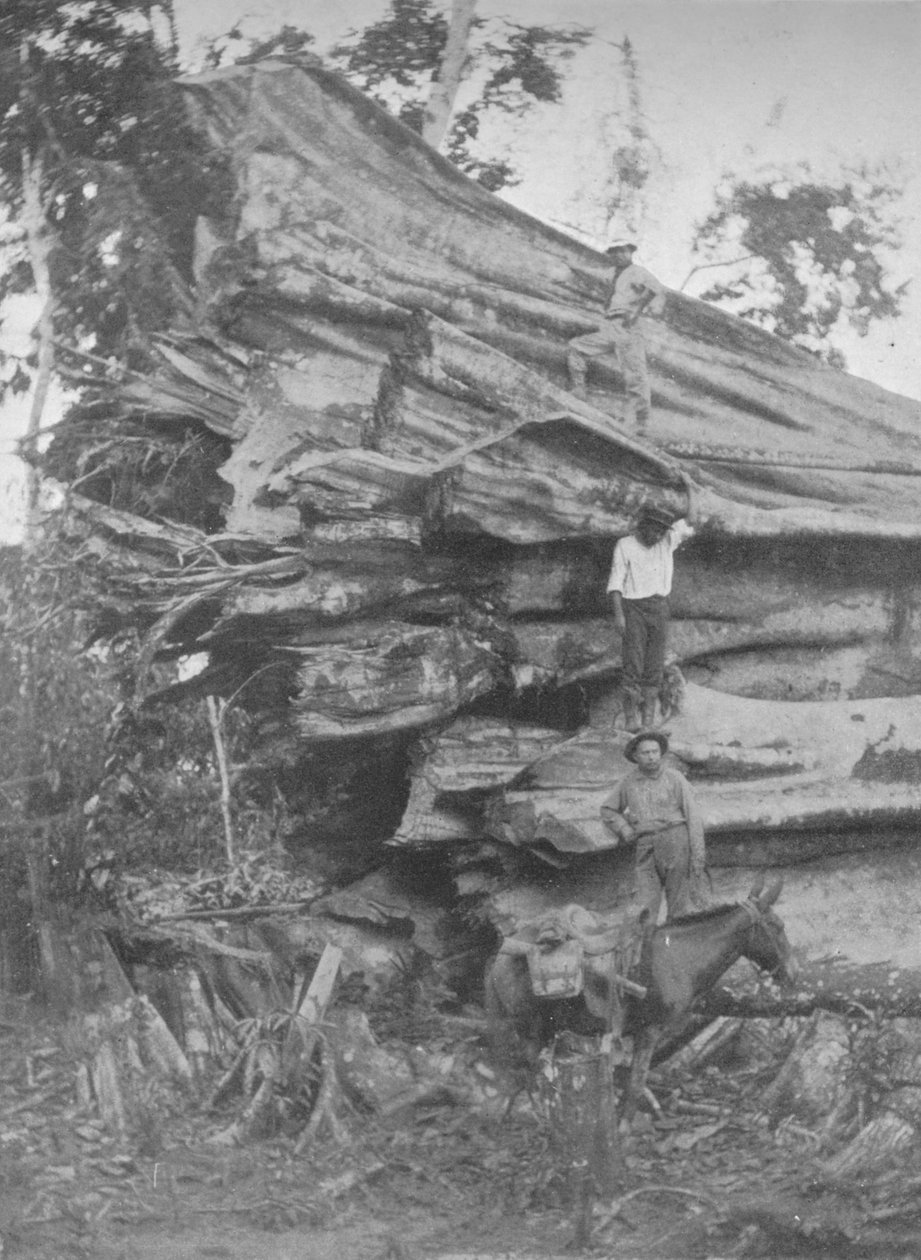 ब्राजीलियाई टिम्बर का एक बड़ा सा, 1914 द्वारा अज्ञात