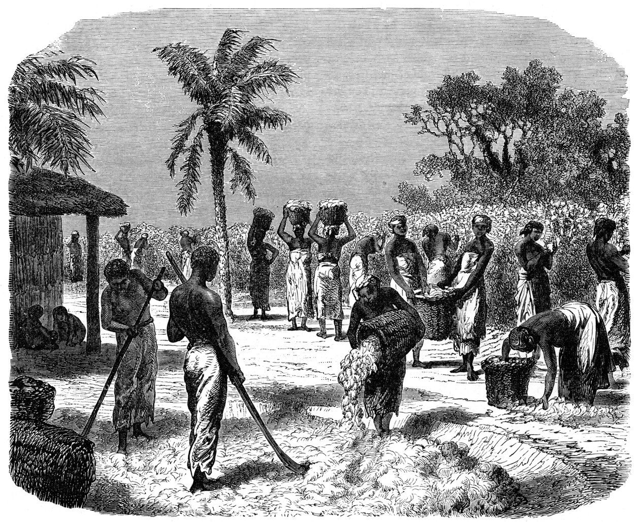 एक कपास रोपण, c1880 द्वारा अज्ञात