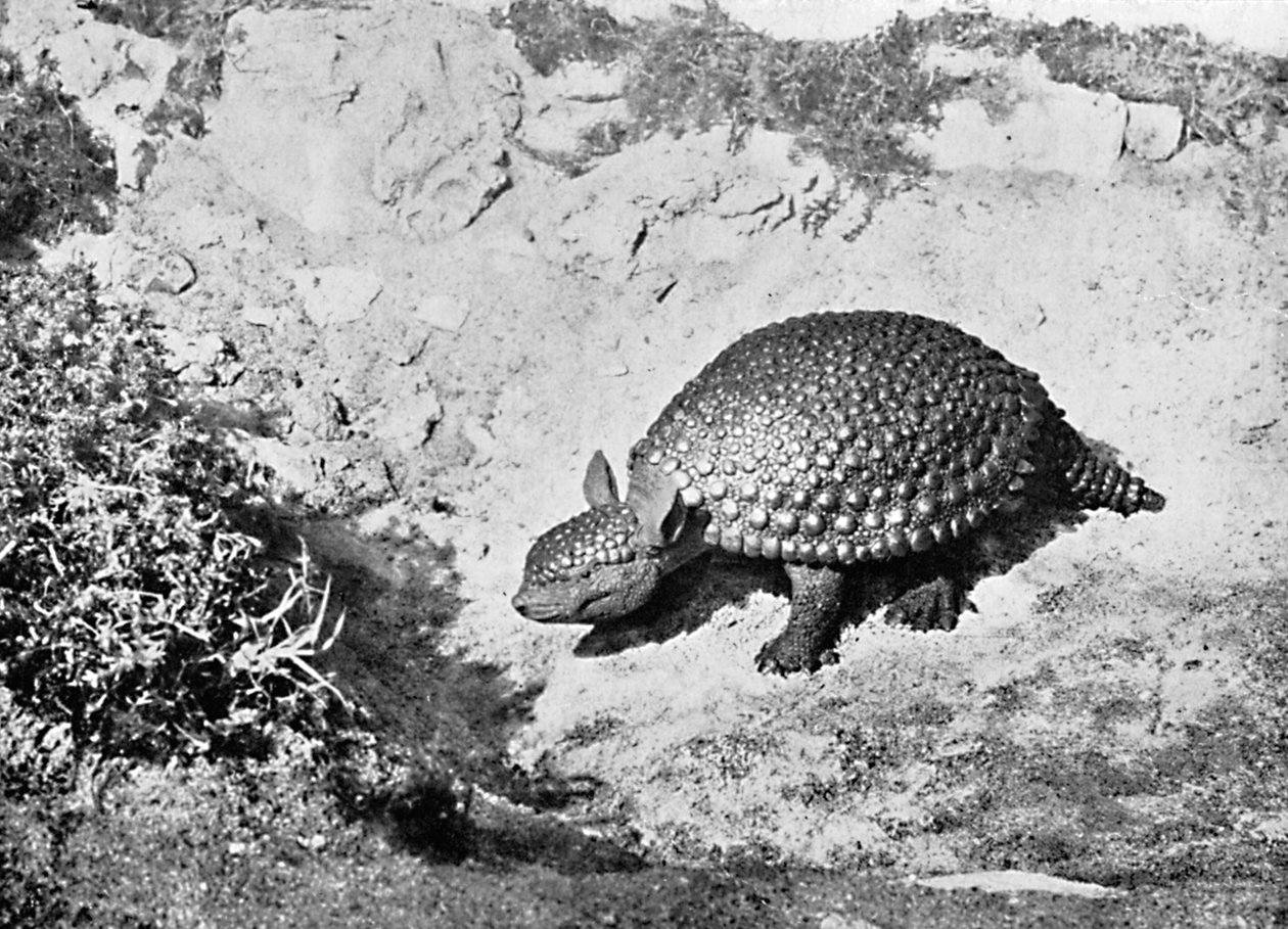 एक ग्लिप्टोडोन, 20 वीं शताब्दी द्वारा अज्ञात