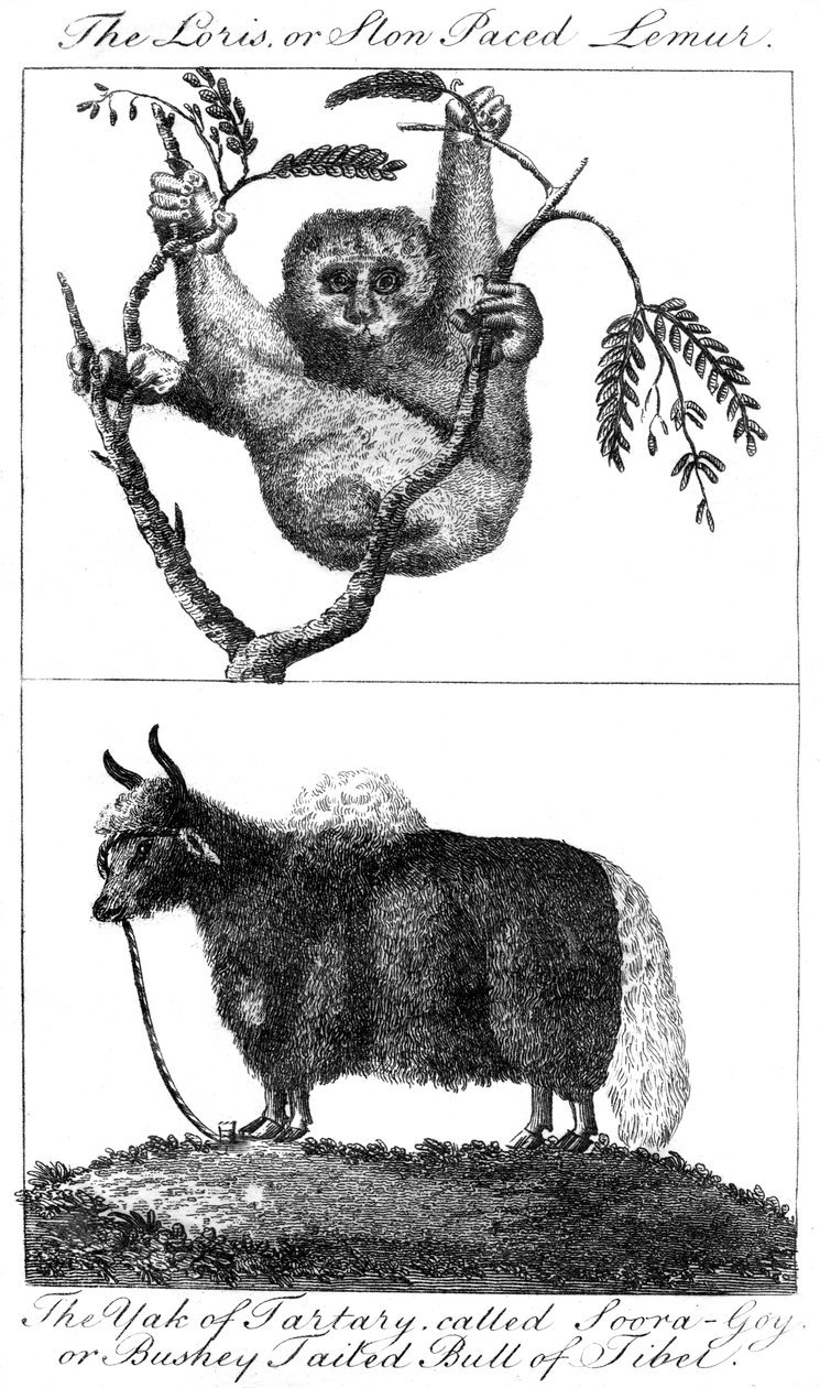 एक लोरिस और एक याक, 1799 द्वारा अज्ञात