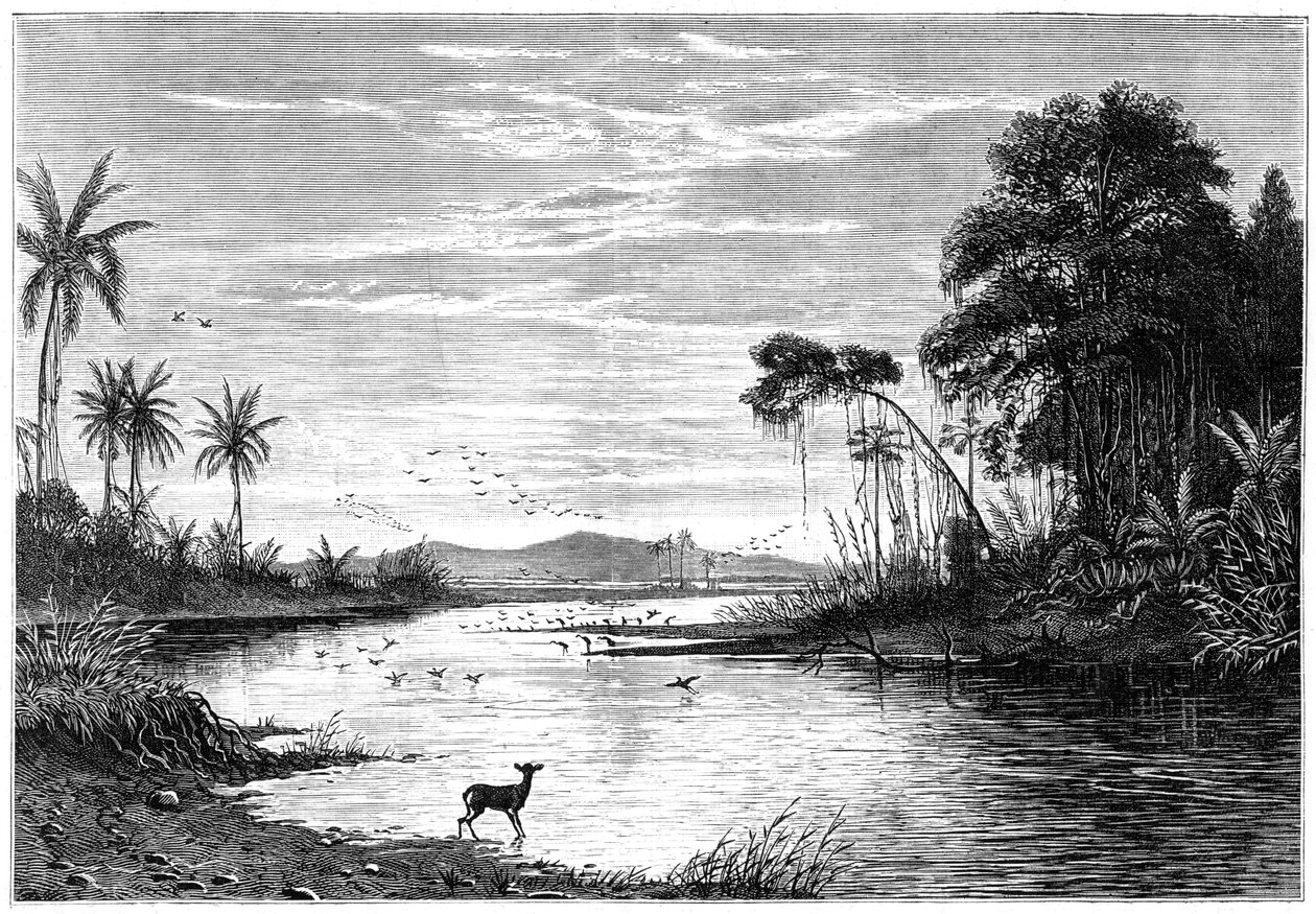 वेनेजुएला में एक नदी का दृश्य, 1877 द्वारा अज्ञात