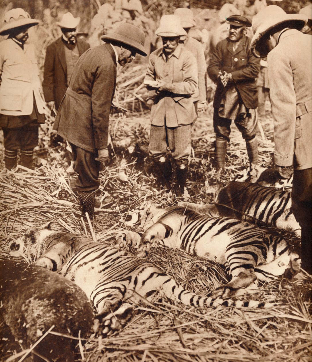 बाघों का एक शाही बैग, 1911 1935। द्वारा अज्ञात