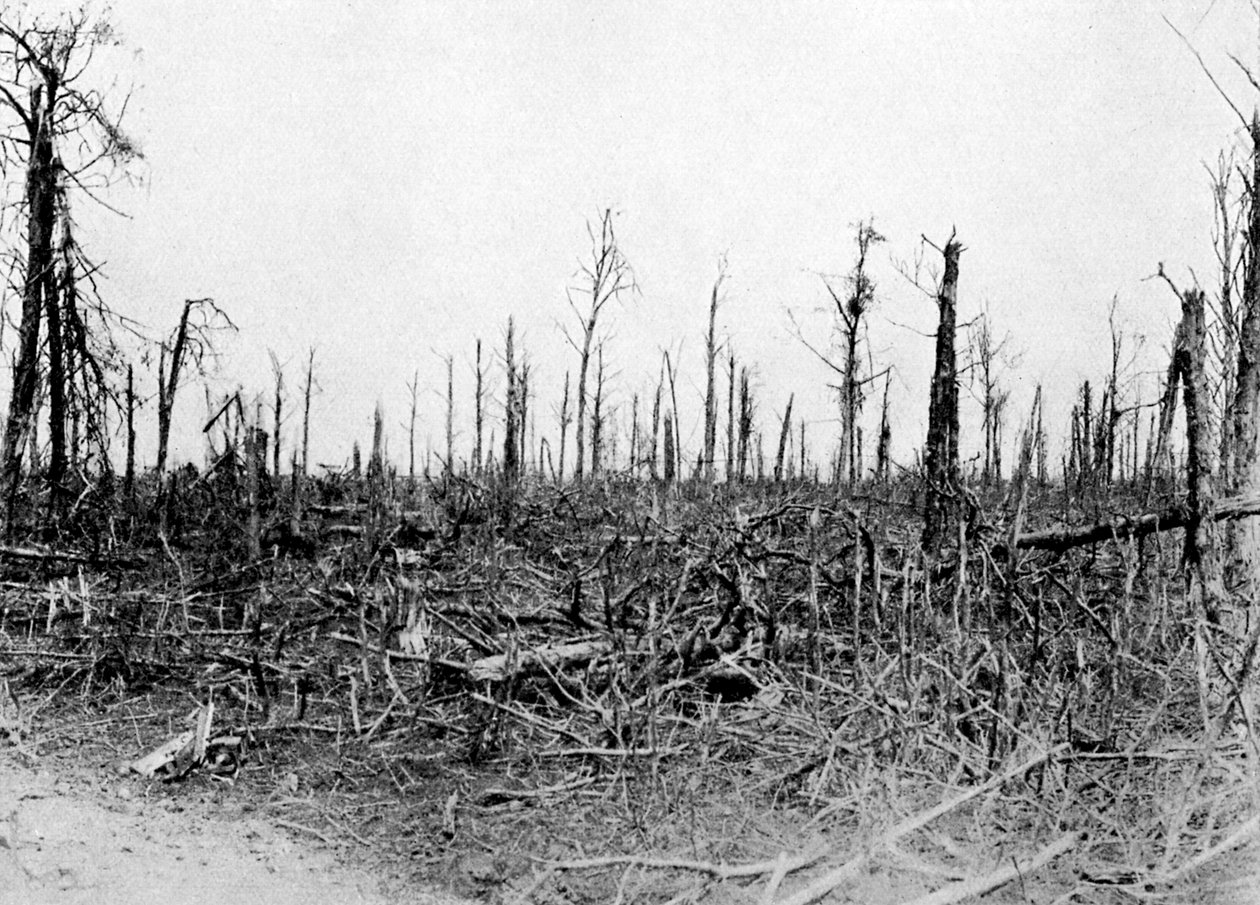 सोम्मे क्षेत्र, फ्रांस में एक लकड़ी, 1916, c1920 द्वारा अज्ञात