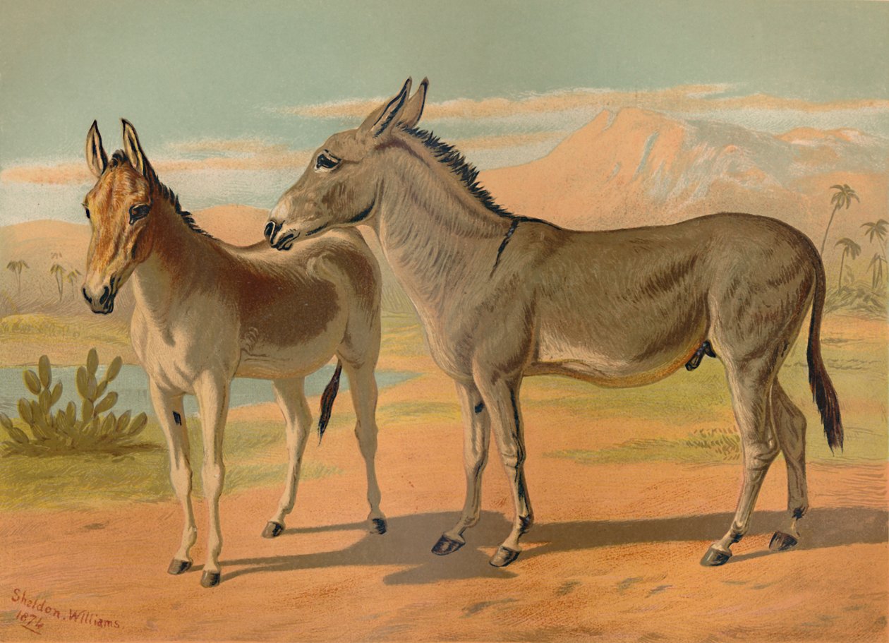 एबिसिनियन वाइल्ड नर गधा और महिला इंडियन ओनेगर, c1879। द्वारा अज्ञात