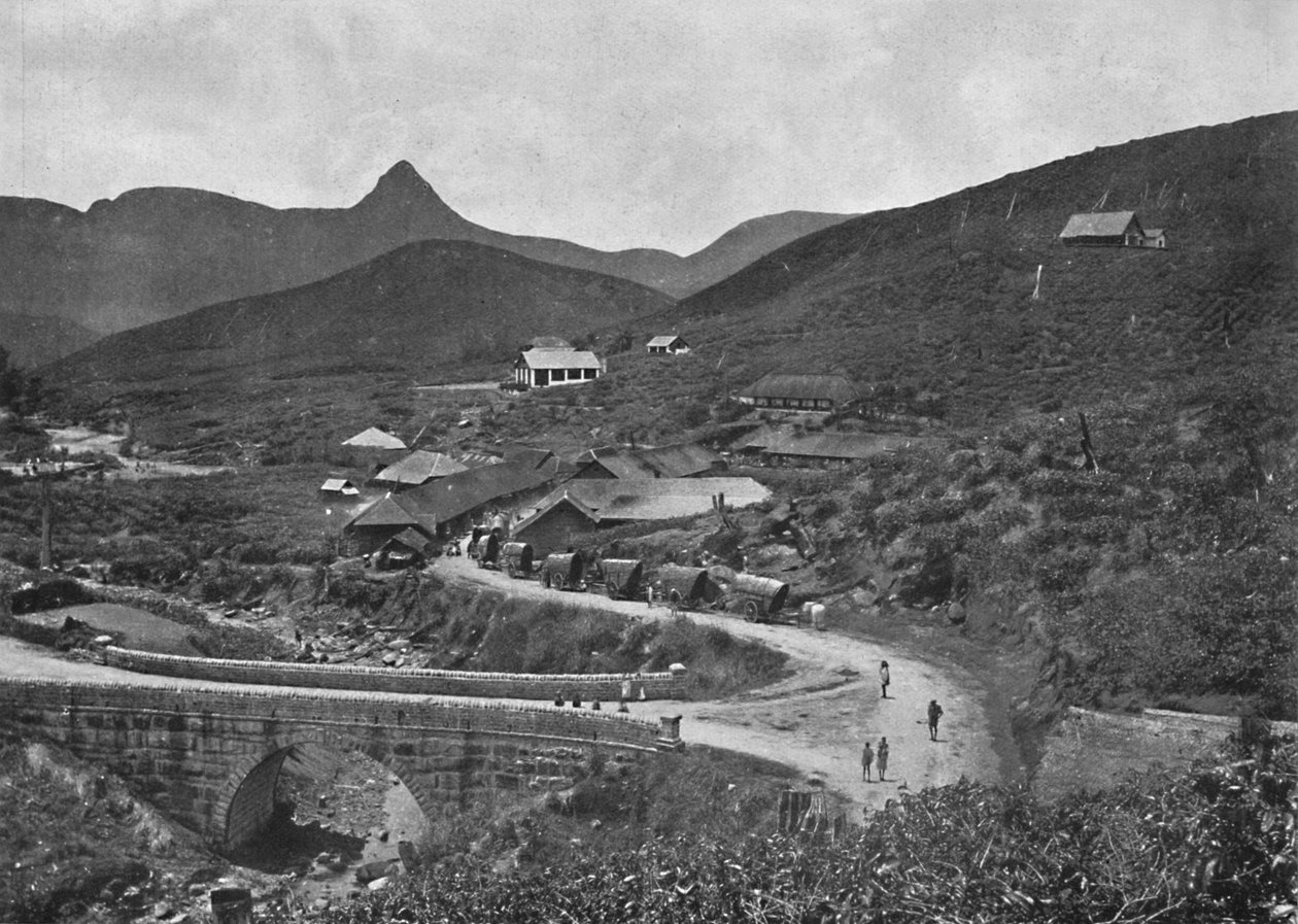 एडम्सपिक और ब्राउनलो चाय बागान, 1926 द्वारा अज्ञात