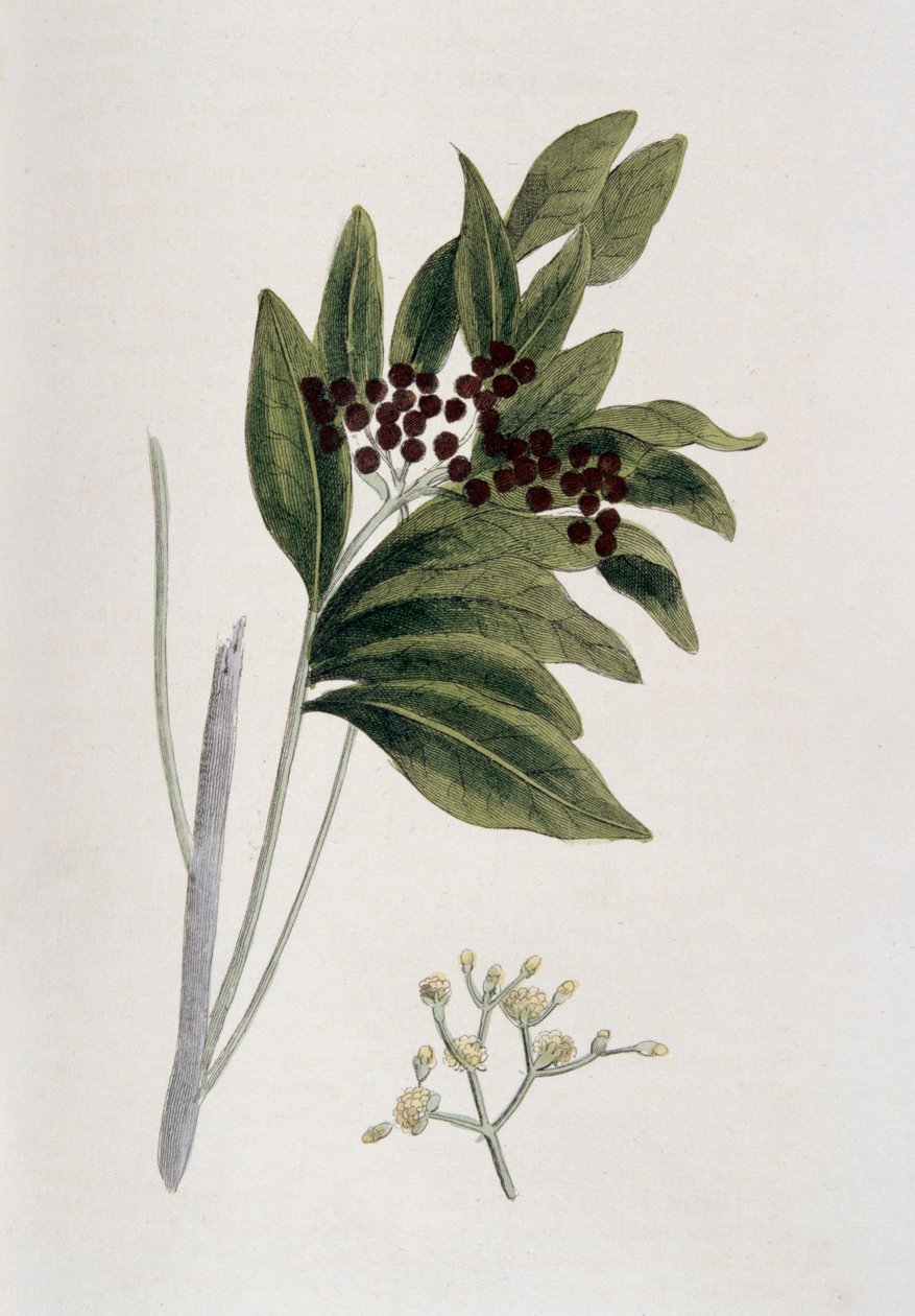ऑलस्पाइस, 1823 द्वारा अज्ञात