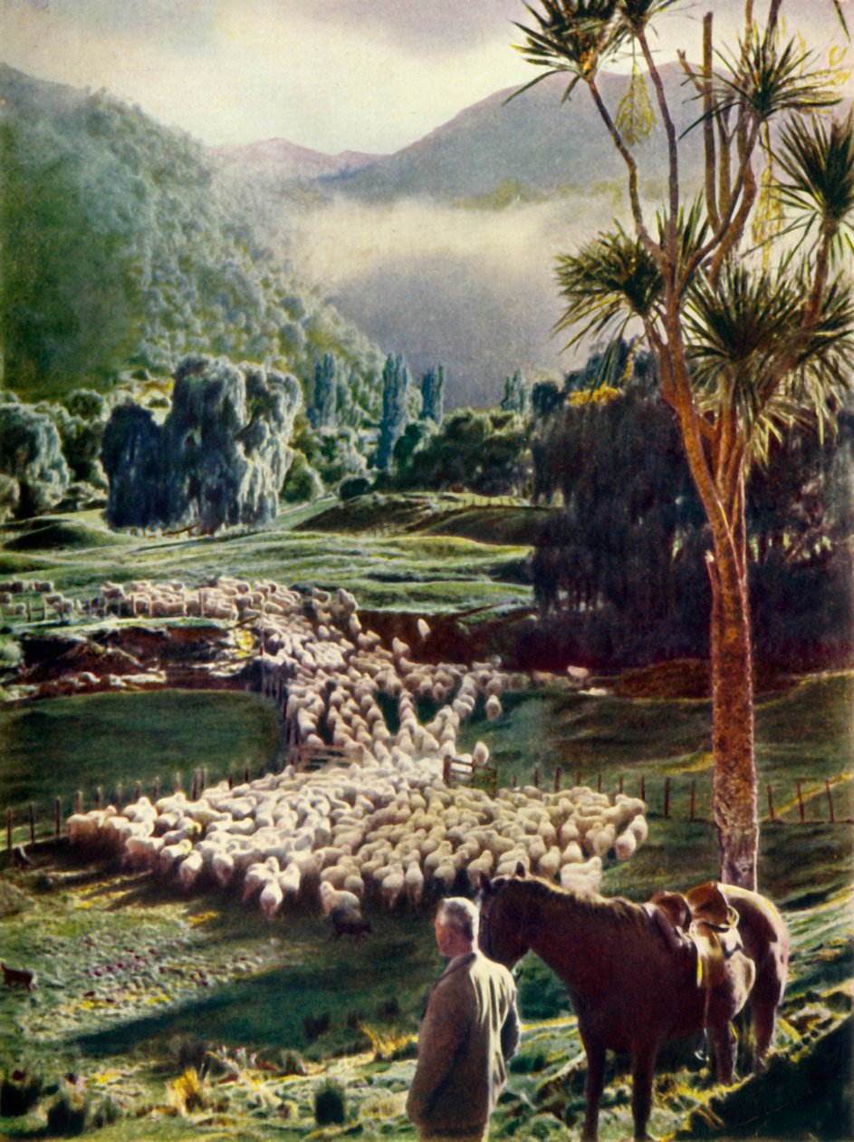 द ब्यूटीफुल ऑफ़ द न्यू वंडरलैंड्स भेड़ फार्म, c1948। द्वारा अज्ञात