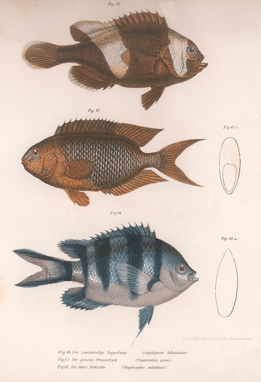 उभयचर बिफासिअसस। पोमेसेंट्रिस पावो। ग्लाइफिसोडो, c.1850s द्वारा अज्ञात