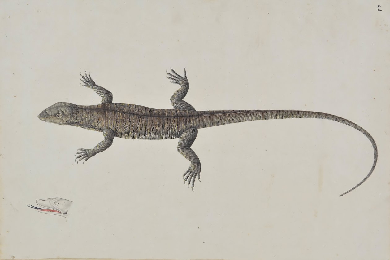 An Indian Bish-Khopra Lizard, ca. 1790.  द्वारा अज्ञात