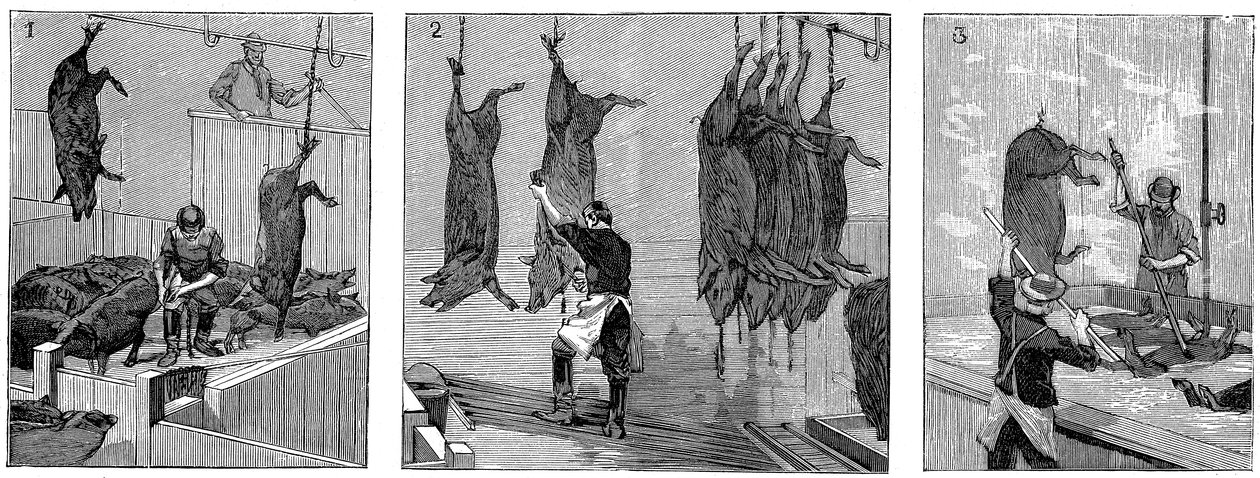 कवच कंपनी सुअर वधशाला, शिकागो, इलिनोइस, संयुक्त राज्य अमेरिका, 1892 द्वारा अज्ञात