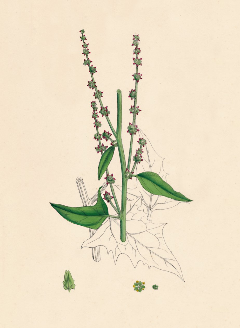 Atriplex Smithii। स्मिथस ओरचे, 19 वीं शताब्दी द्वारा अज्ञात