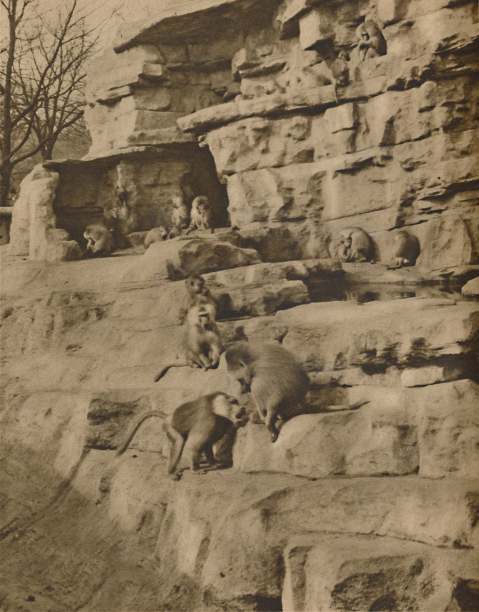 बंदर हिल पर अपने प्राकृतिक परिवेश में बबून, c1935। द्वारा अज्ञात