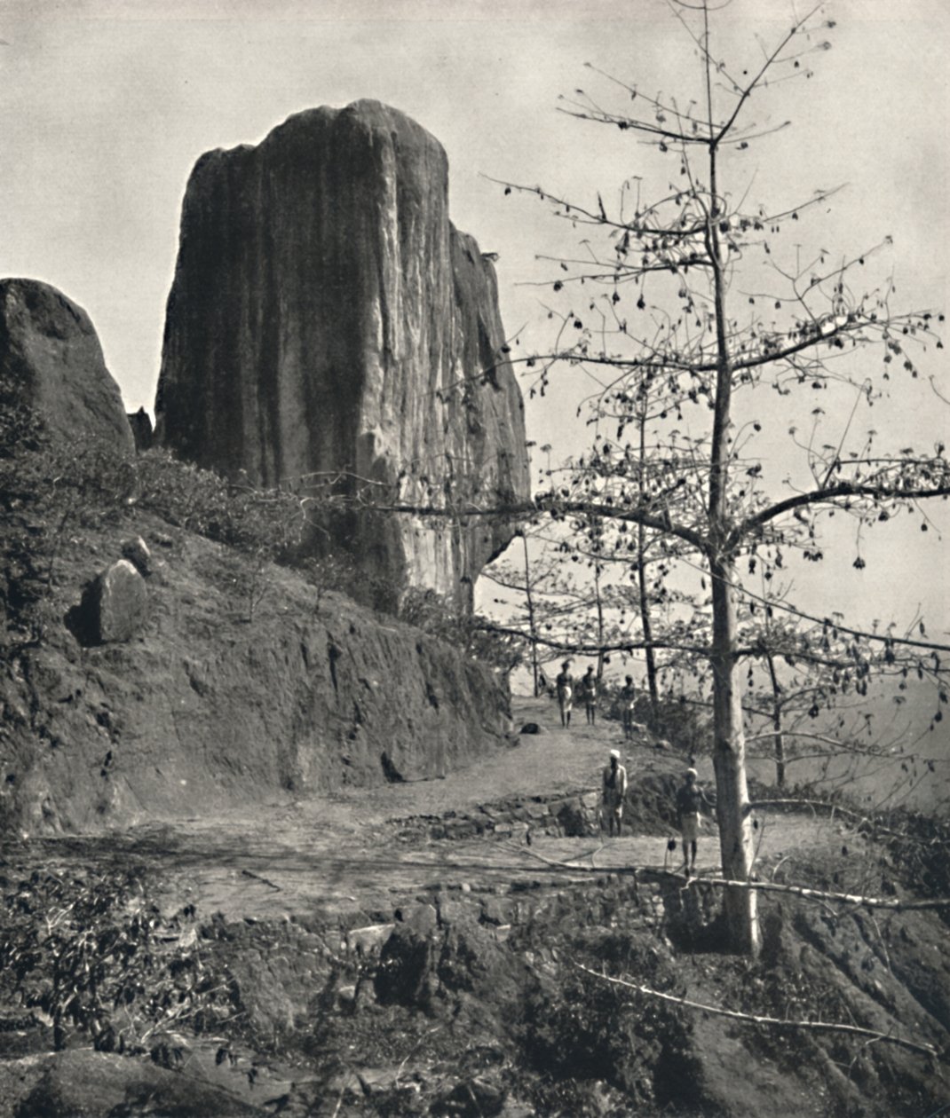 पके बीजों के साथ कपास का पेड़ बॉम्बेक्स मालाबारिकम, 1926 द्वारा अज्ञात