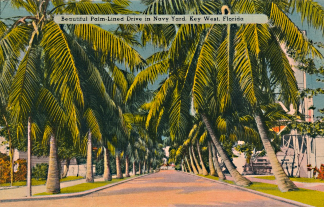 नेवी यार्ड, की वेस्ट, फ्लोरिडा में सुंदर पाम-लाइन ड्राइव, c1940s द्वारा अज्ञात