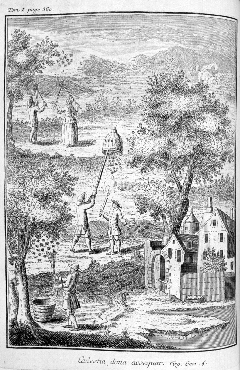 मधुमक्खी पालन, 1775 द्वारा अज्ञात