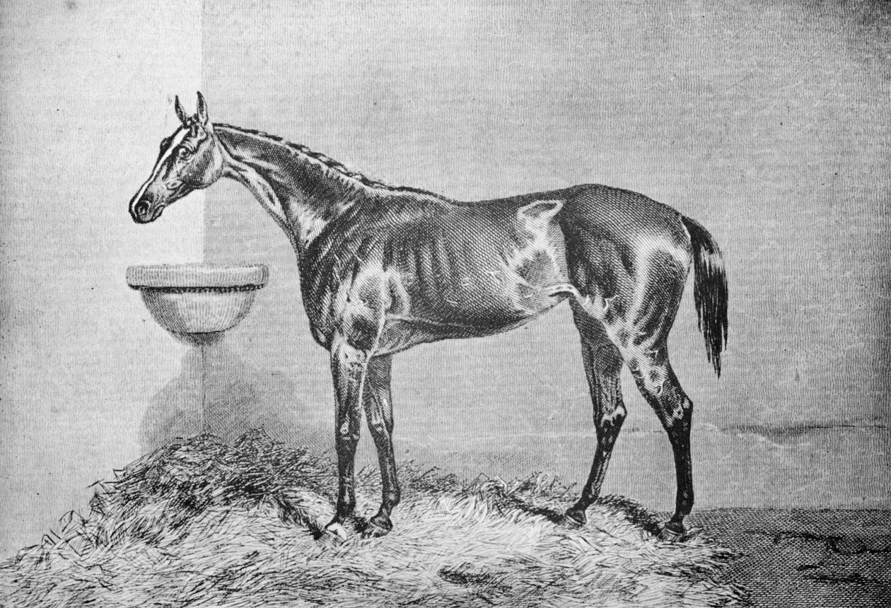ब्लिंक बोनी, 1854-1862, 1911 द्वारा अज्ञात