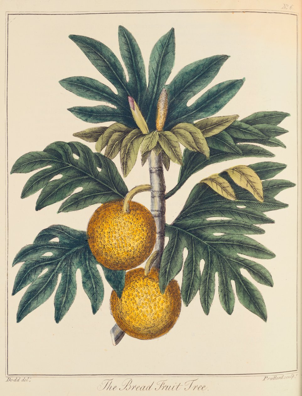 Breadfuit Cempedak कट, c1798 द्वारा अज्ञात