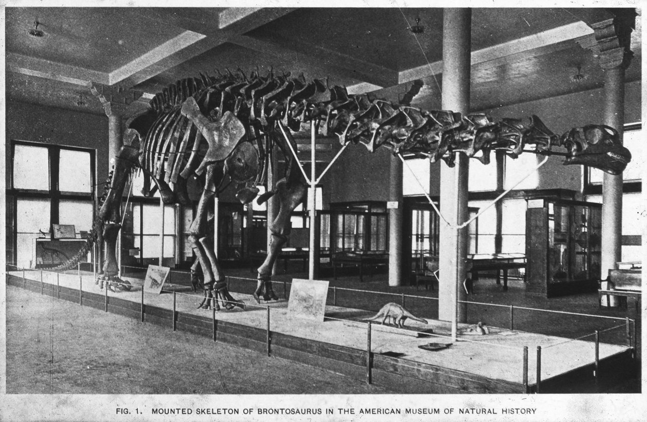 Brontosaurus कंकाल, अमेरिकन म्यूजियम ऑफ नेचुरल हिस्ट्री, न्यूयॉर्क, यूएसए, 20 वीं सदी की शुरुआत में द्वारा अज्ञात