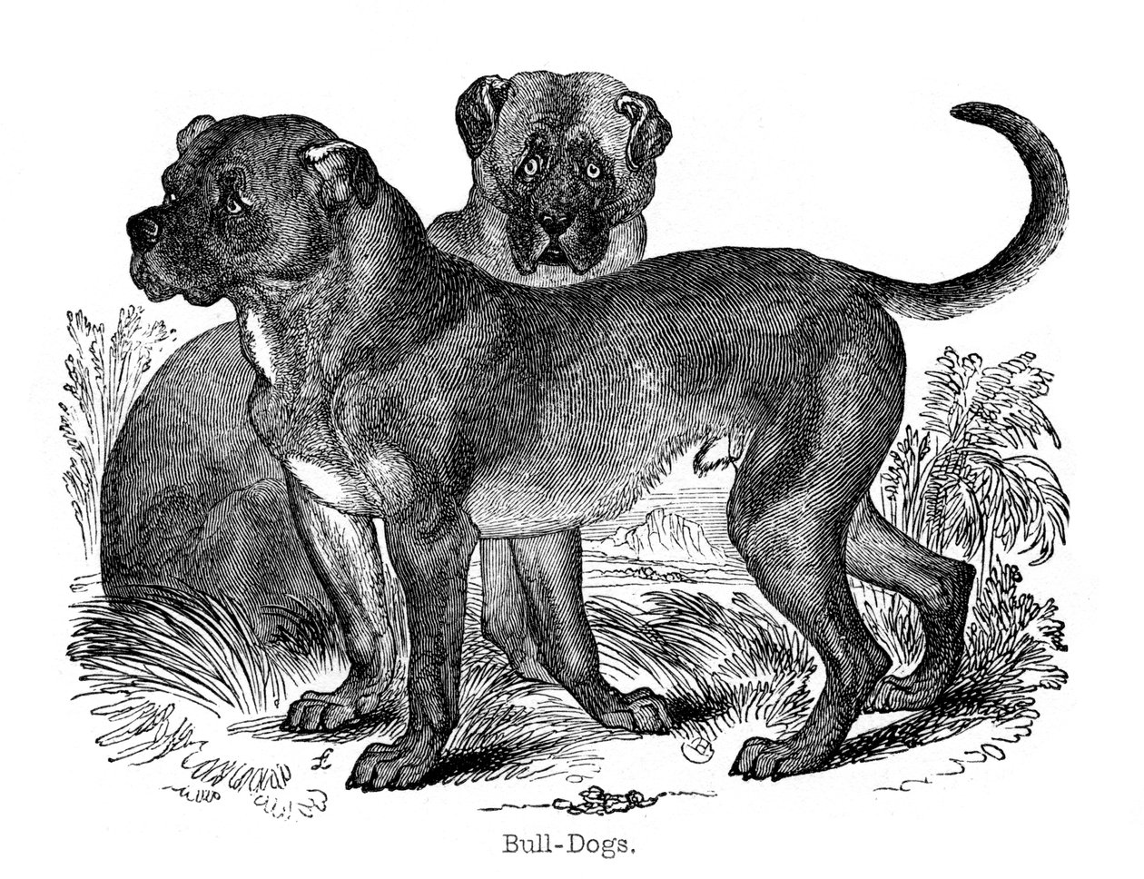 बुलडॉग, 1848 द्वारा अज्ञात