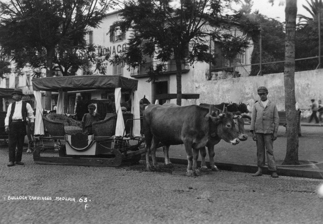बैलगाड़ी, मदीरा, पुर्तगाल, c1920s-c1930s द्वारा अज्ञात