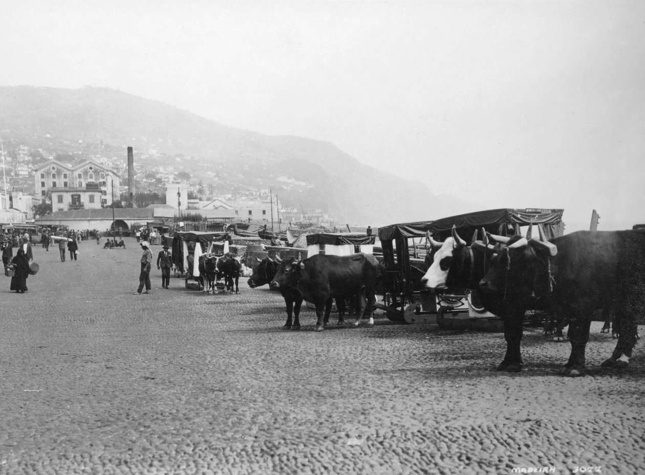 बैल गाड़ियां, मदीरा, पुर्तगाल, c1920s-c1930s द्वारा अज्ञात