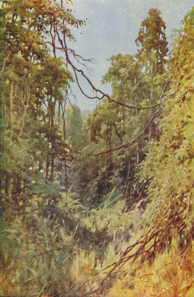 बर्मीज़ जंगल, 1924 द्वारा अज्ञात