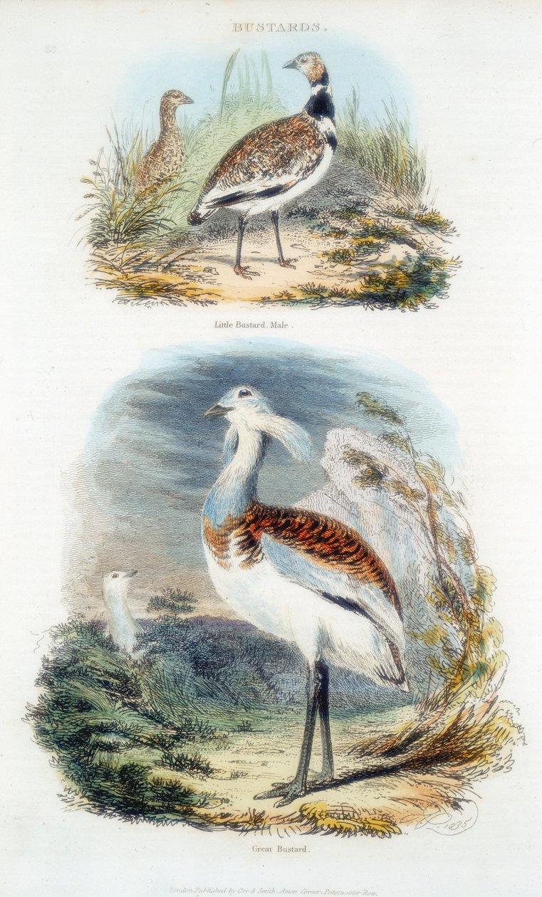 बस्टर्ड्स, 1835 द्वारा अज्ञात