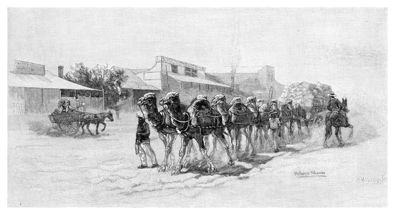 कैमल टीम, विल्कानिया, न्यू साउथ वेल्स, ऑस्ट्रेलिया, 1886 द्वारा अज्ञात