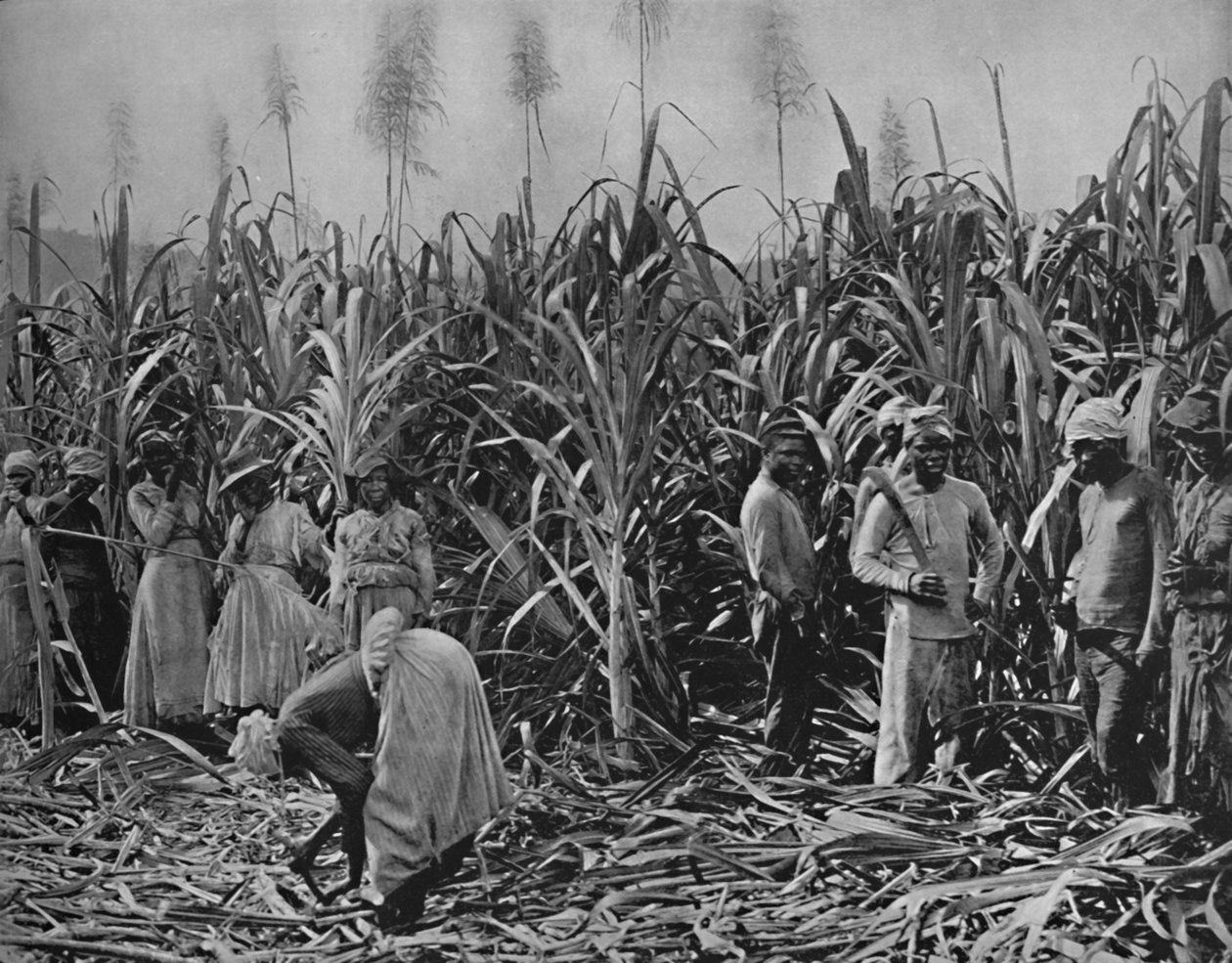 1891 में जमैका में केन-कटर द्वारा अज्ञात