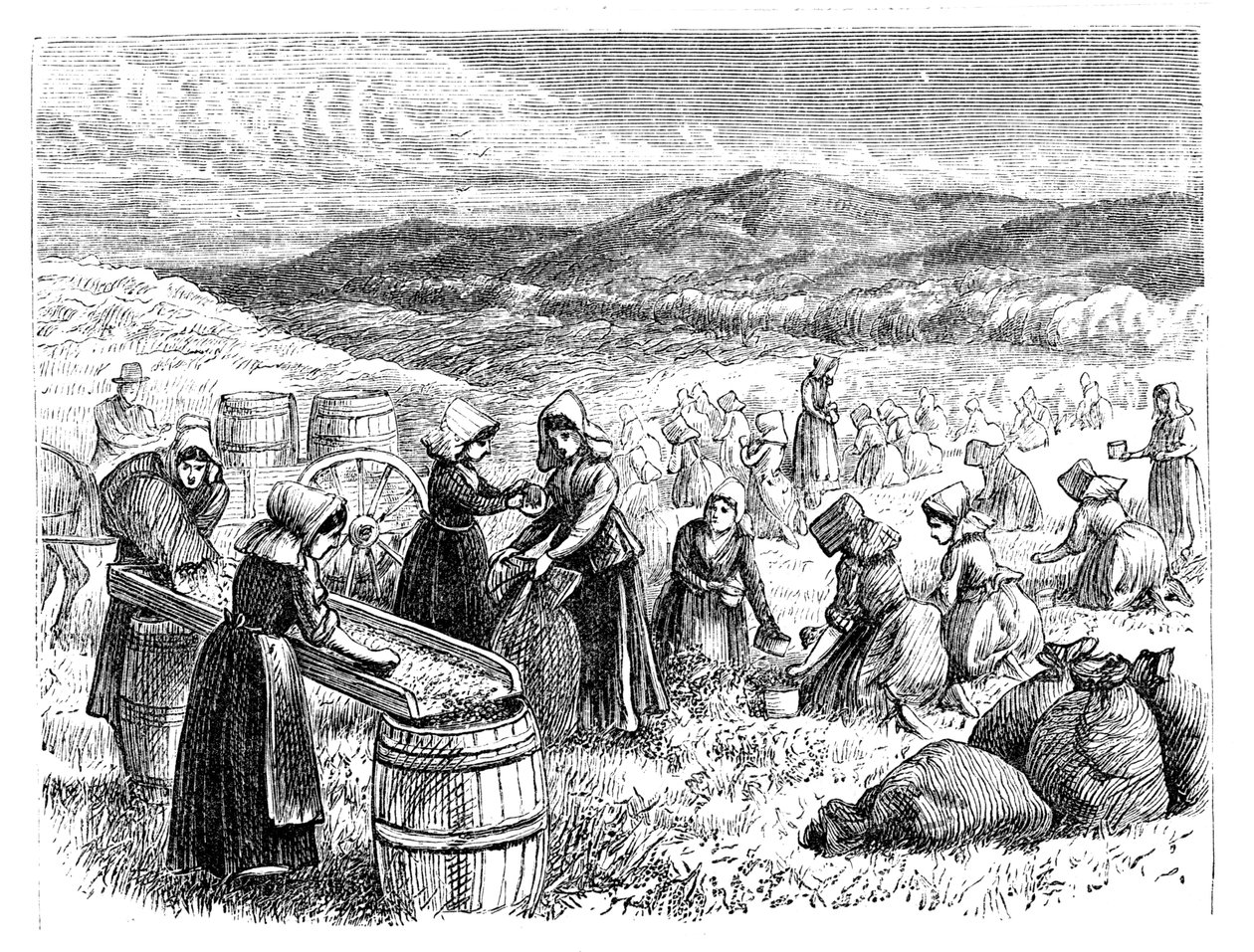 केप कॉर्ड महिलाओं, क्रैनबेरी, 1875 को चुनना और छांटना द्वारा अज्ञात