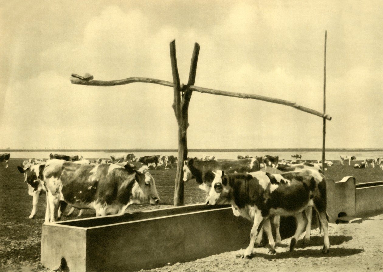 एक गर्त में मवेशी शराब पी रहा है, ऑस्ट्रिया, c1935। द्वारा अज्ञात