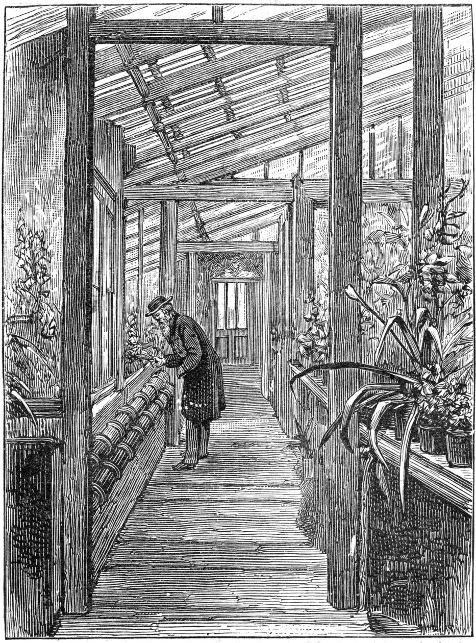 चार्ल्स डार्विन 1809-1882, अंग्रेजी प्रकृतिवादी, अपने ग्रीनहाउस में द्वारा अज्ञात