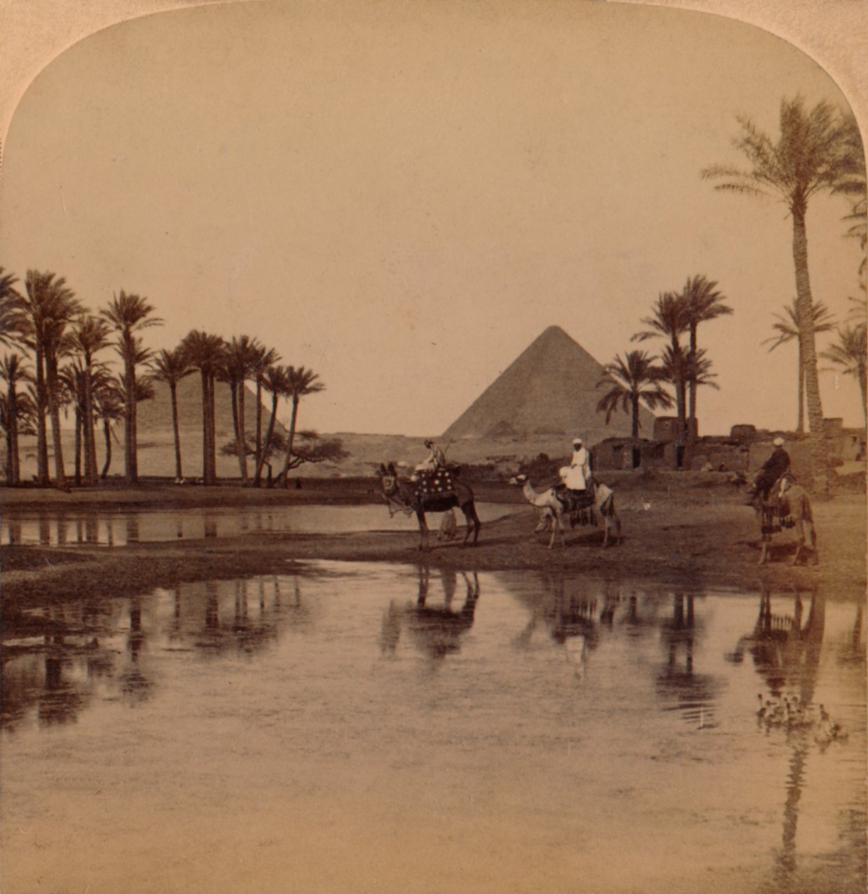 मिस्र की नील नदी की उपजाऊ घाटी से चोप्स, 1896 द्वारा अज्ञात