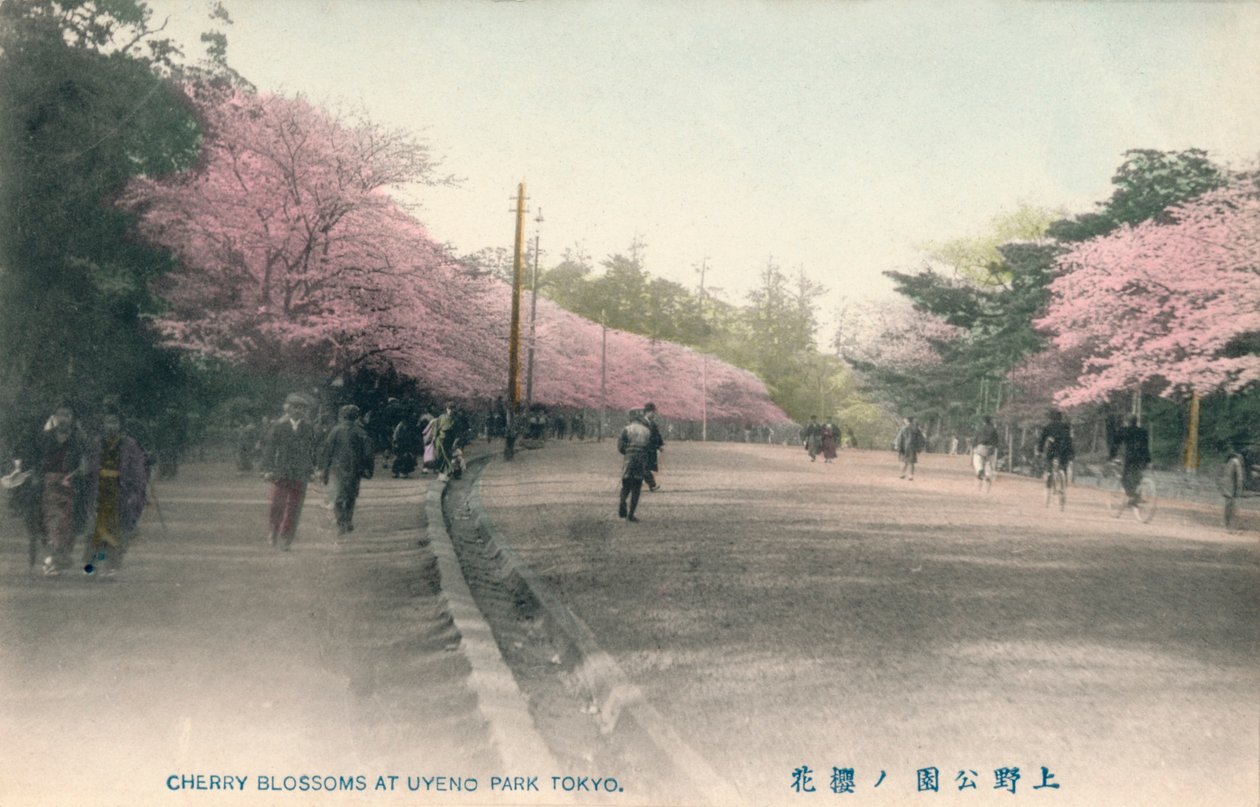 Uyeno Park Tokyo में चेरी ब्लॉसम, c1910 द्वारा अज्ञात