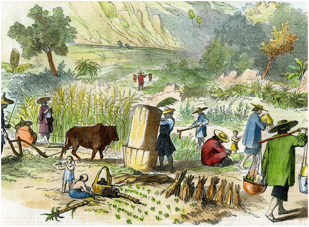 चीनी फसल, हांगकांग, c1875 द्वारा अज्ञात