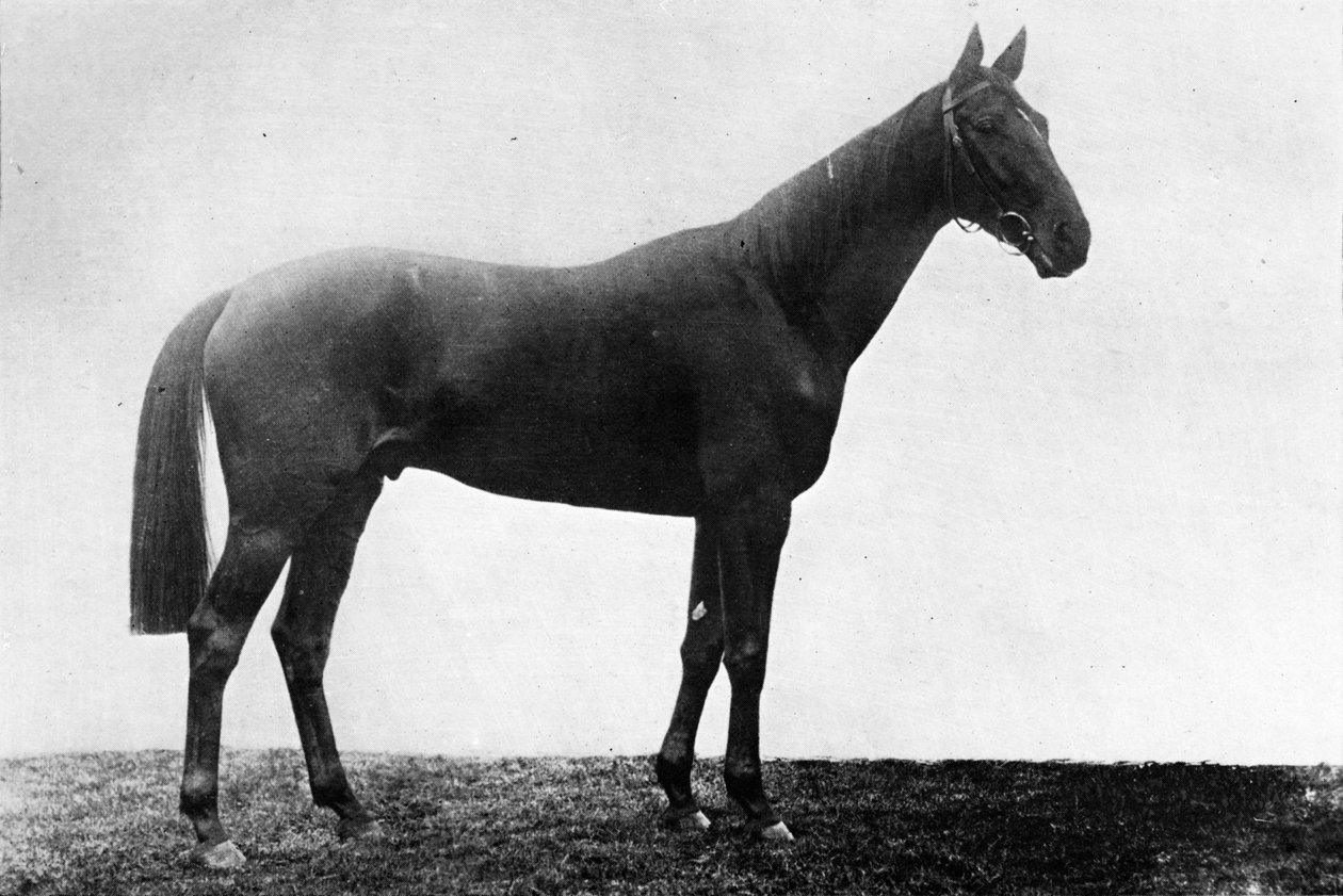 क्रिसमस डेज़ी, 1911 द्वारा अज्ञात