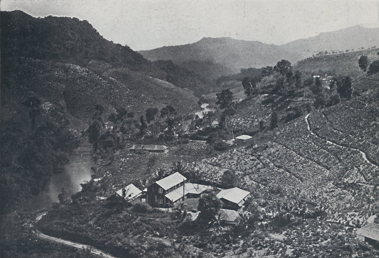 श्रीलंका की चाय बागान, 1924 द्वारा अज्ञात