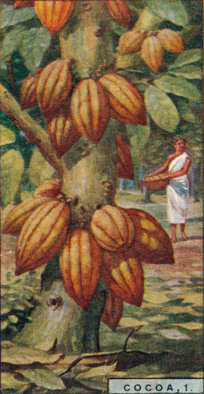 कोको, 1. - काकाओ ट्री, त्रिनिदाद, 1928 द्वारा अज्ञात