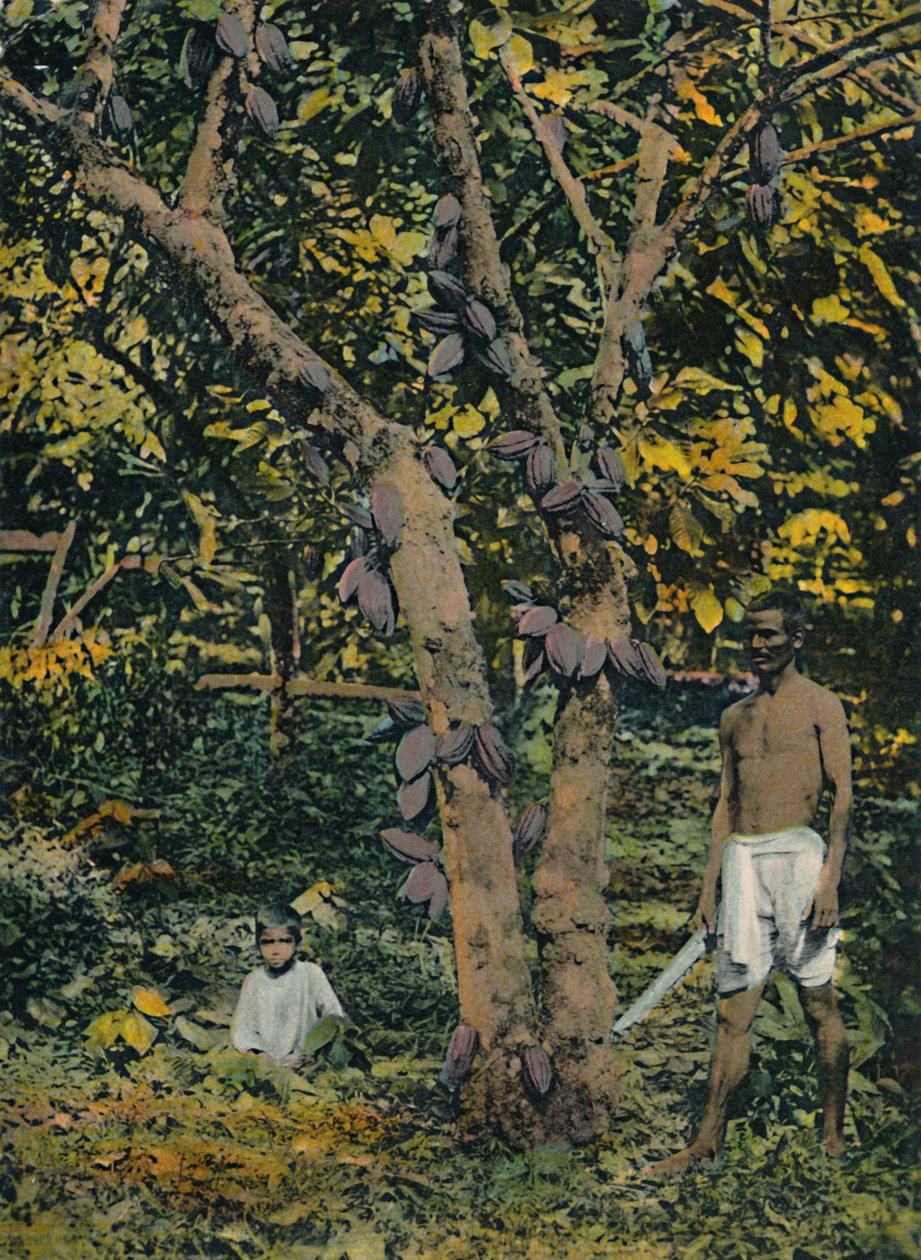 पूर्ण असर में कोको, त्रिनिदाद और टोबैगो, c1914। द्वारा अज्ञात