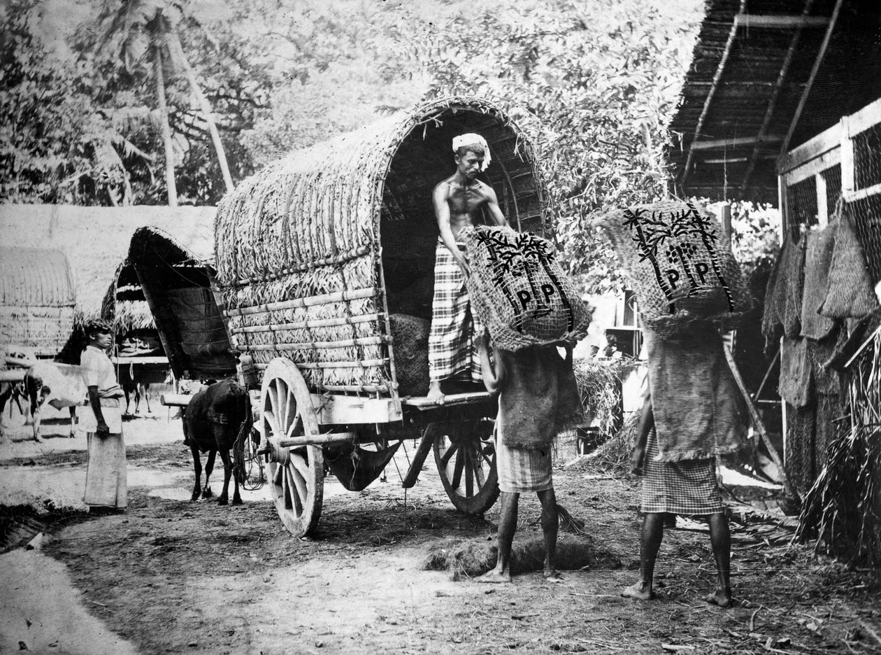 नारियल उत्पादन, भारत, 20 वीं शताब्दी द्वारा अज्ञात