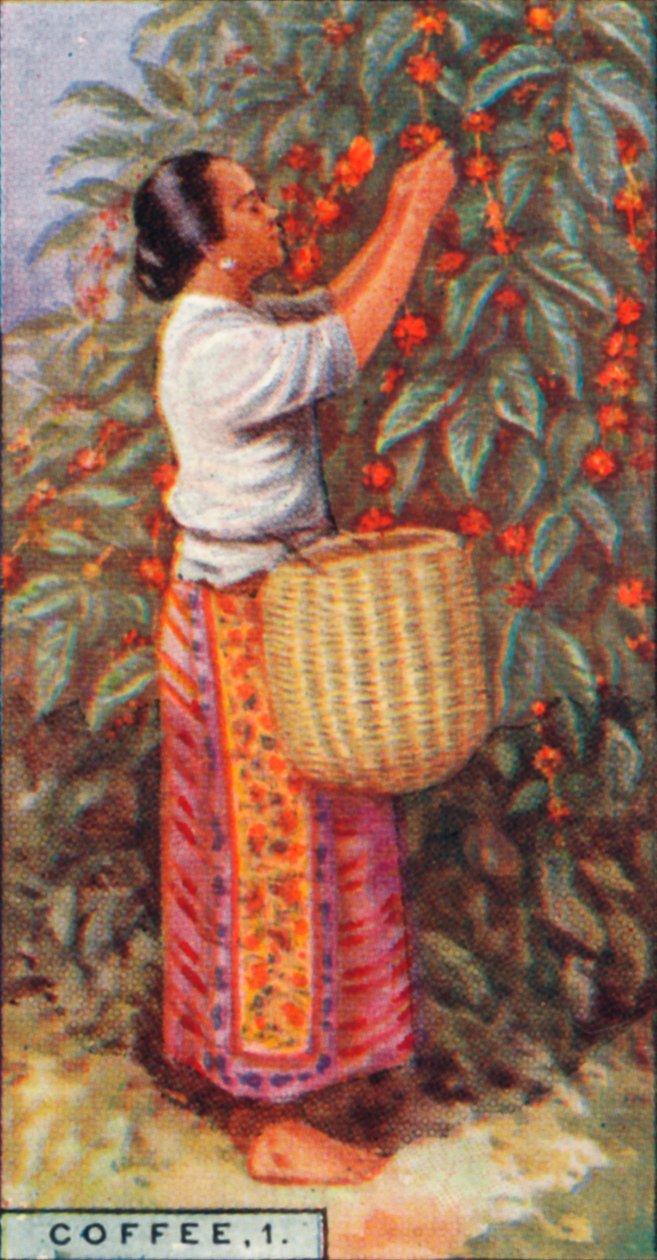 कॉफी, 1. - बेरीज, ईस्ट इंडीज, 1928 को इकट्ठा करना द्वारा अज्ञात