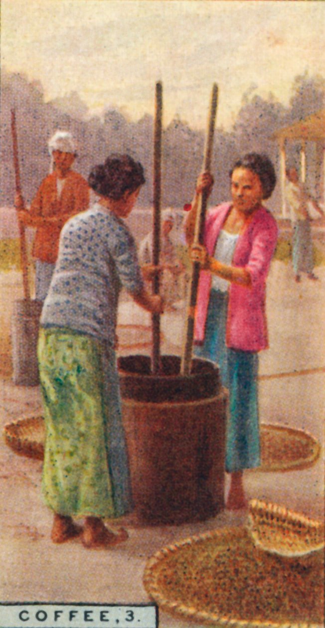 कॉफ़ी, 3. बीन्स को खींचना, जावा, 1928 द्वारा अज्ञात