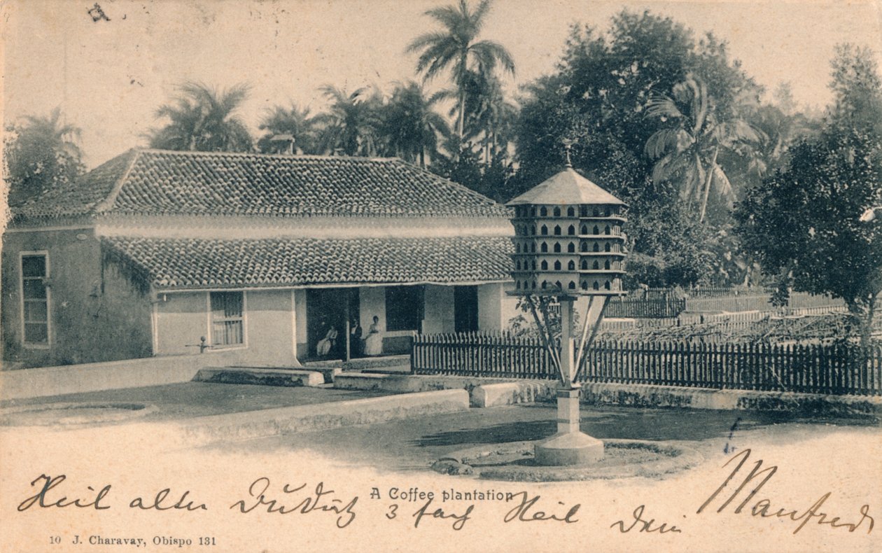 कॉफी बागान, c1900 द्वारा अज्ञात