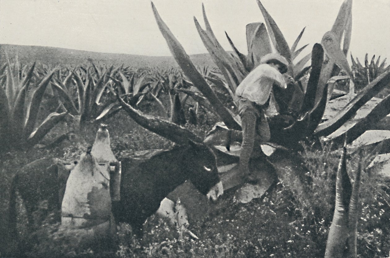 मैगी से हनी-वाटर एकत्रित करना, 1916 द्वारा अज्ञात