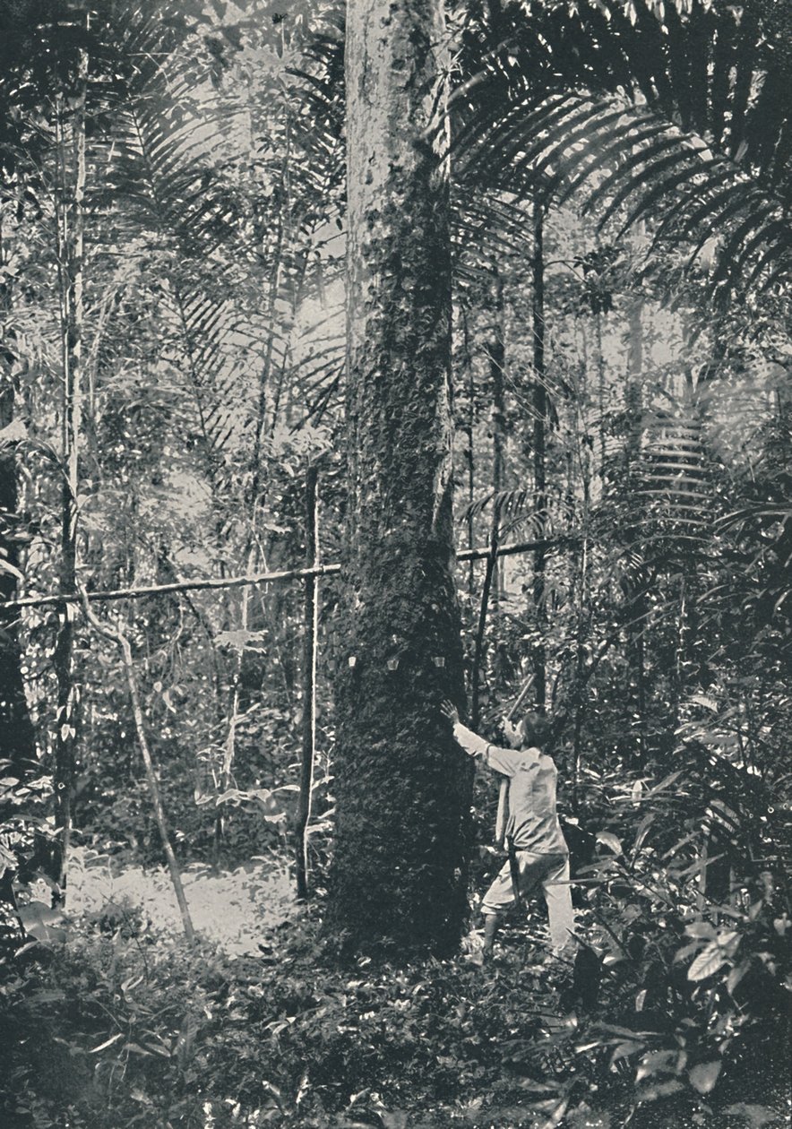 रबर इकट्ठा करना, 1916 द्वारा अज्ञात