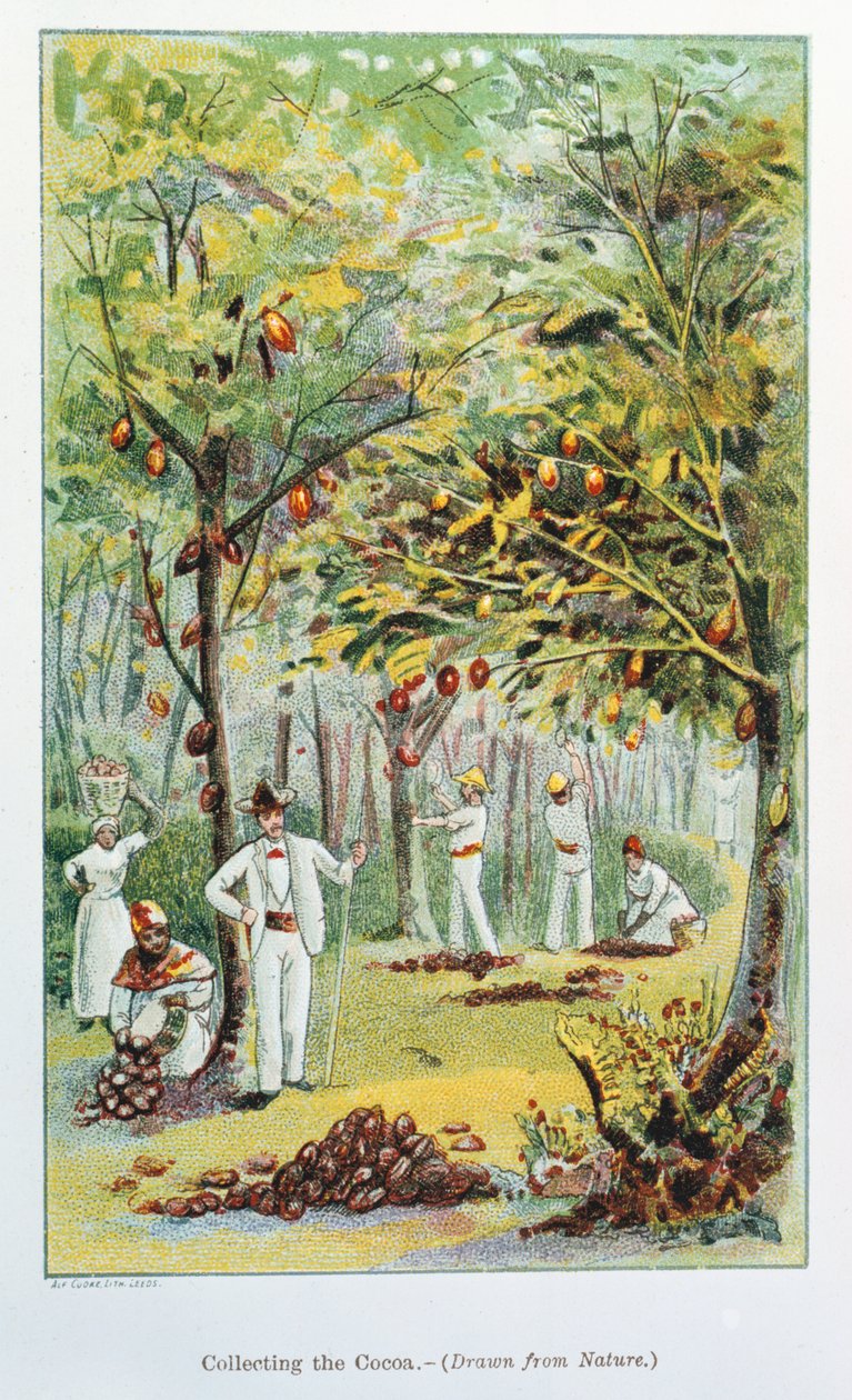 कोको, वेनेजुएला, 1892 को इकट्ठा करना द्वारा अज्ञात